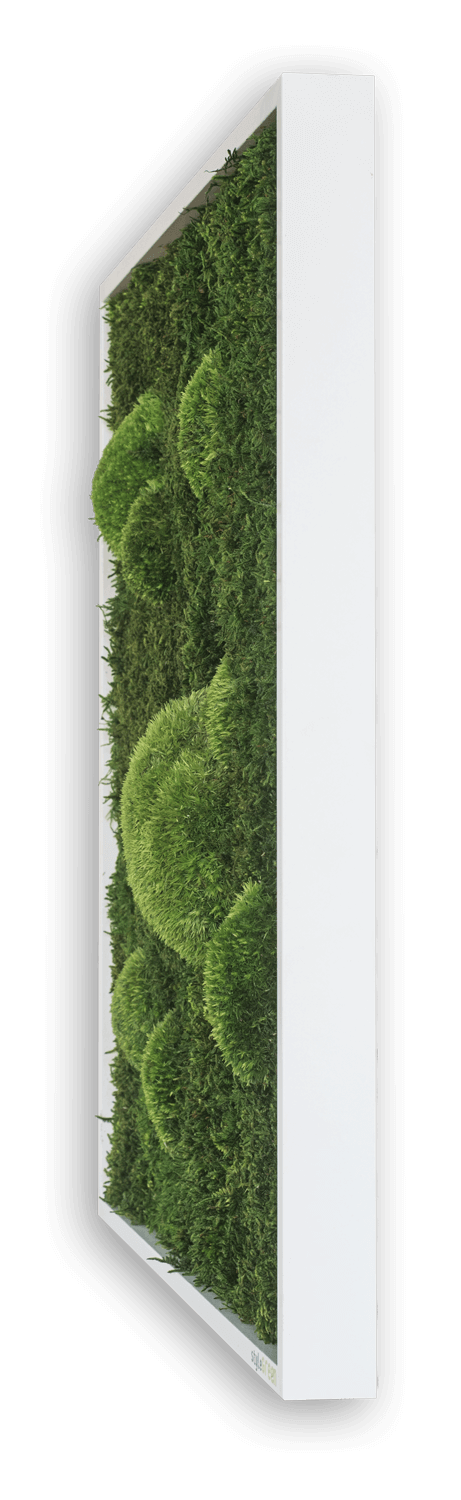 Wald- und Kugelmoosbild 100x60cm